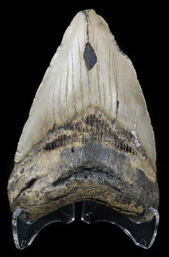 Bargain Megalodon Tooth - North Carolina #54770